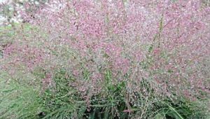 Eragrostis spectabilis Tőtippan 9x9