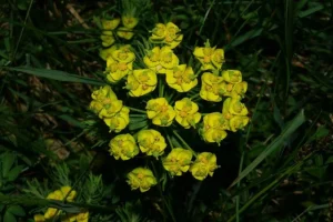 Euphorbia cyparissias 'Tall Boy' – Farkas kutyatej csp 9x9