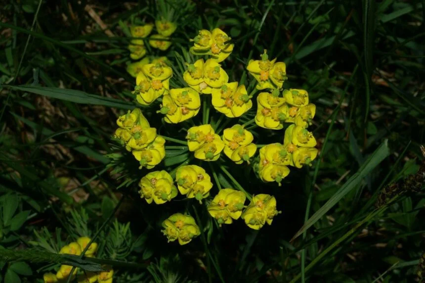 Euphorbia cyparissias 'Tall Boy' – Farkas kutyatej csp 9x9