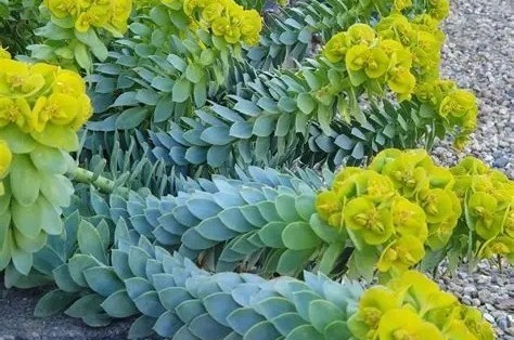 Euphorbia myrsinites - Szürke kutyatej csp 9x9