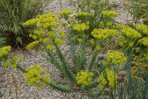 Euphorbia seguieriana subsp. niciciana - Pusztai kutyatej csp 9x9