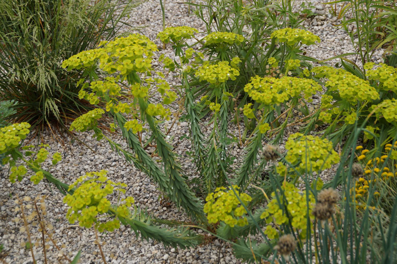 Euphorbia seguieriana subsp. niciciana - Pusztai kutyatej csp 9x9