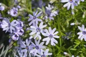 Phlox subulata 'Fabulous Blue Dark Center' – Árlevelű lángvirág csp 9x9