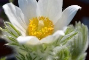 Pulsatilla vulgaris 'Pinwheel White' - Fehér kökörcsin csp 9x9