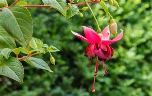 Fukszia csüngő - Fuchsia hybrida csp K3