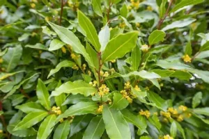 Fűszerbabér - Laurus nobilis csp 10