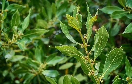 Fűszerbabér - Laurus nobilis csp 10