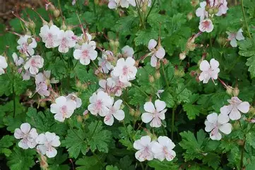 Geranium x cantabrigiense 'Biokovo' – Angol gólyaorr csp 9x9