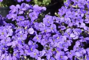 Aubrieta 'Glacier Blue' – Pázsitviola csp 9x9