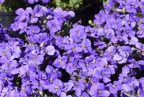 Aubrieta 'Glacier Blue' – Pázsitviola csp 9x9