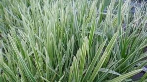 Glyceria 'Variegata' - Vízi harmatkása 9x9