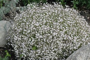 Gypsophila repens - Havasi fátyolvirág csp 9x9