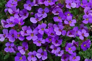 Aubrieta 'Hamburger Stadtpark' ibolyakék - Kerti pázsitviola csp 9x9