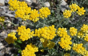 Curry  (Olasz szalmagyopár) - Helichrysum italicum csp D14