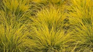 Intense 'Amigold' Festuca glauca K2,5