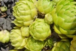 Jovibarba sobolifera 'Green Globe' – Gömbös kövirózsa csp10