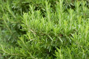 Kerti Rozmaring - Rosmarinus officinalis csp D14