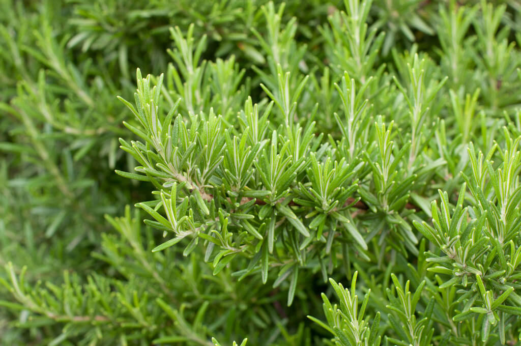 Kerti Rozmaring - Rosmarinus officinalis csp D14