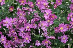 Anemone hupehensis 'Prinz Heinrich' – Őszi/kínai szellőrózsa D14