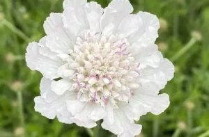Scabiosa incisa 'Kudo White' - Ördögszem D14
