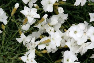 Dianthus gratianopolitanus 'La Bourboule White' - Pünkösdi szegfű csp 9x9