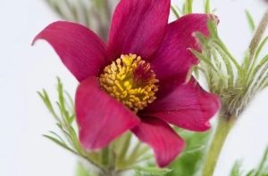 Pulsatilla ‘Prinwheel Dark Red’ – Lila kökörcsin csp 9x9