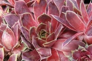 Sempervivum 'Lipari' – Kövirózsa csp10