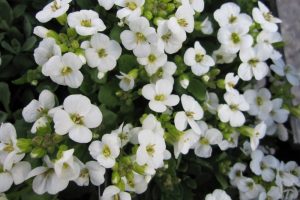 Arabis caucasica 'Little Treasure White' - Kaukázusi fehér ikravirág csp 9x9