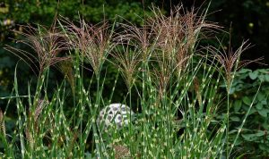Miscanthus sinensis ’Zebrinus’ Zebrafű K1,5