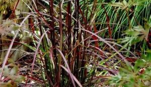 Miscanthus sinensis Ruby Cute - Japánfű D14