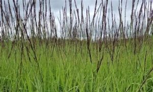 Molinia arundinacea 'Black Arrows' Kékperje K1,5