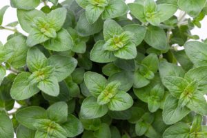 Oregánó - Origanum vulgare csp D14