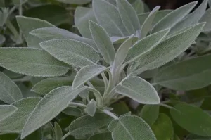 Orvosi zsálya - Salvia Officinalis csp D14