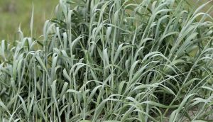 Panicum amarum Tengerparti köles K3