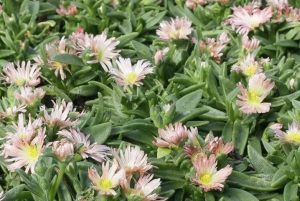 Delosperma sutherlandii 'Peach Star' - Kristályvirág csp 9x9