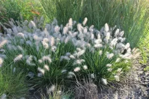 Pennisetum Little Bunny törpe tollborzfű K1,5