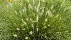 Pennisetum Little Bunny törpe tollborzfű K1,5