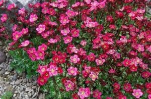 Saxifraga x arendsii 'Peter Pan' - Mohalevelű kőtörőfű csp 9x9