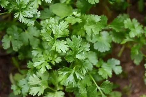 Petrezselyem - Petroselinum crispum csp D14