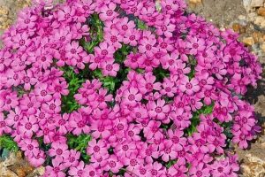 Phlox subulata 'Zwergenteppich' Rózsaszín - Árlevelű lángvirág csp 9x9