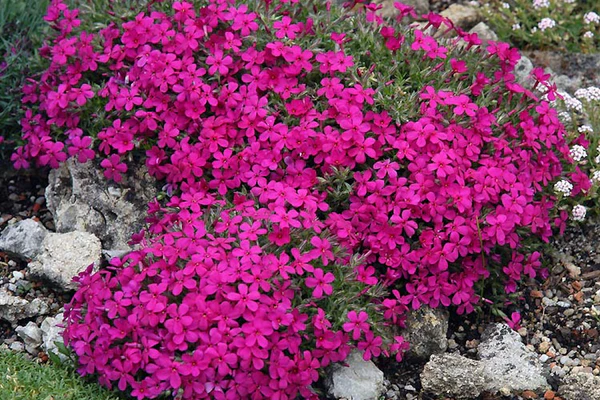 Phlox douglasii 'Red Admiral' lilás piros- Törpe lángvirág csp 9x9