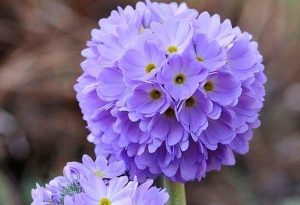 Primula denticulata 'Corolla Blue' - Primula csp 9x9