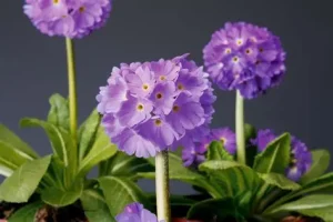 Primula denticulata 'Corolla Blue' - Primula csp 9x9