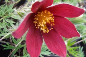 Pulsatilla vulgaris 'Rote Glocke' - Nyugati kökörcsin csp 9x9