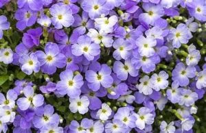 Aubrieta 'Regado Blue White Bicolour' – Pázsitviola csp 9x9