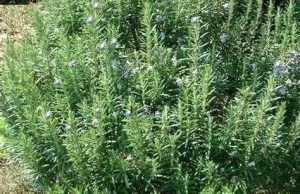 Kerti Rozmaring - Rosmarinus officinalis csp D14