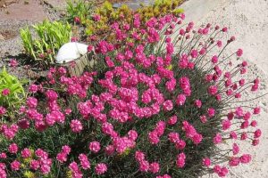 Armeria maritima 'Rubrifolia' - Tengerparti pázsitszegfű csp 9x9