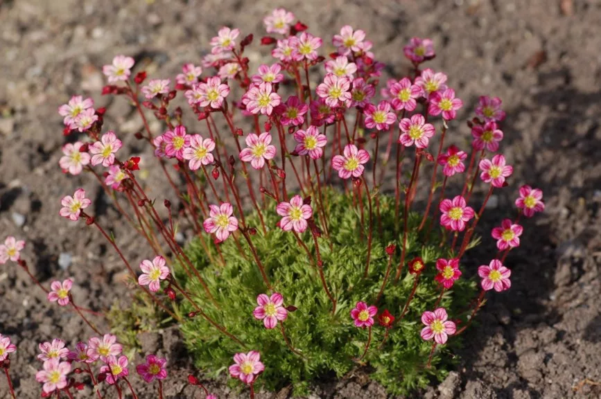 Saxifraga x arendsii 'Peter Pan' - Mohalevelű kőtörőfű csp 9x9