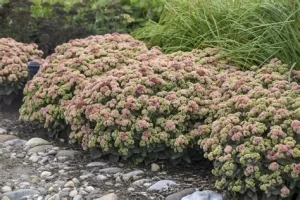 Sedum 'Coraljade' – Varjúháj D14