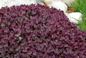 Sedum 'SunSparkler Firecracker' – Varjúháj D14